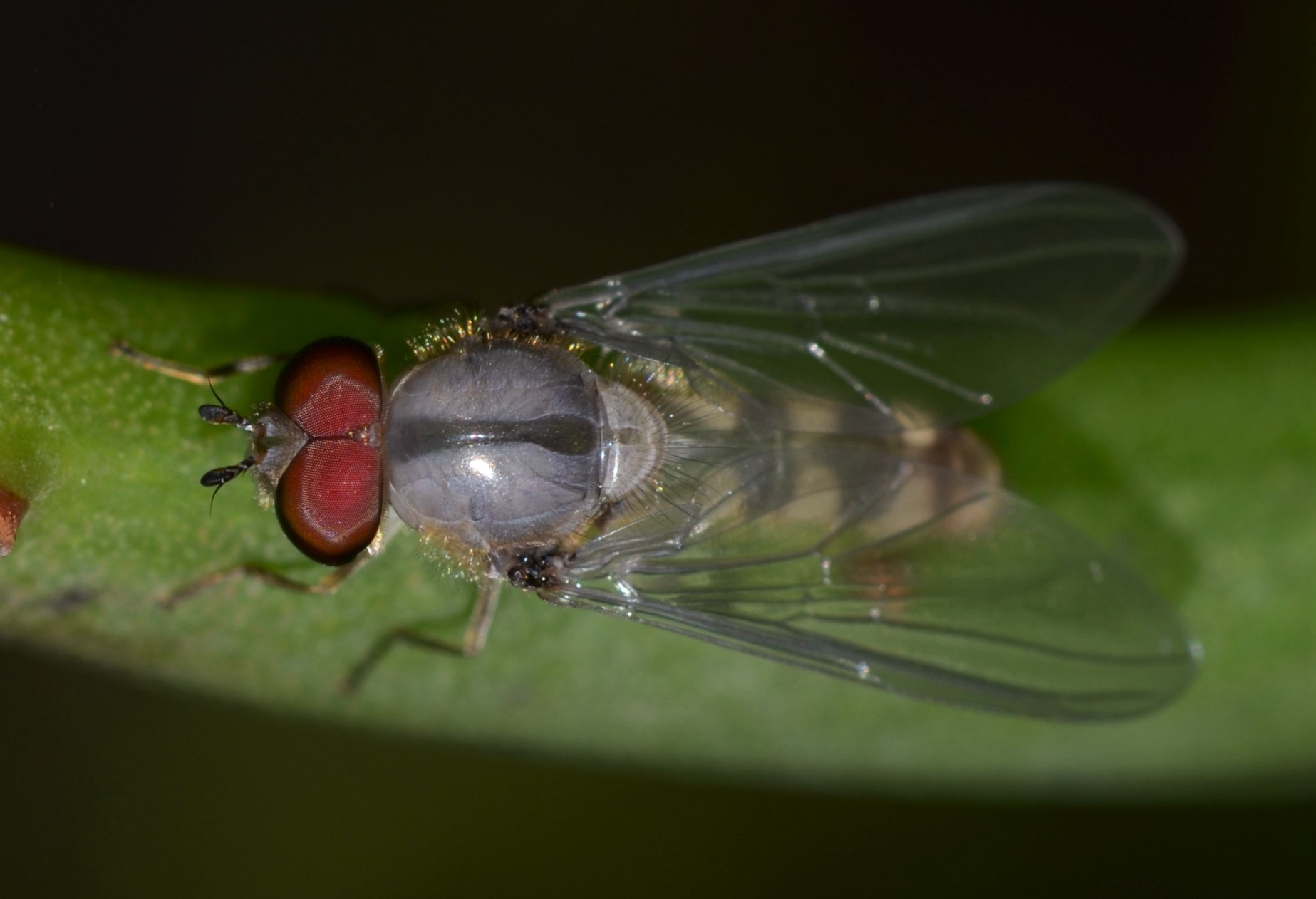 dittero albino